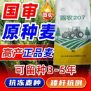 农喜粮收超高产百农207小麦种子耐高温抗冻抗病矮杆抗寒冬超矮高筋优质 百农207一袋一亩地(30斤)