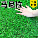 草籽草坪草种子10斤装矮生四季青免修剪耐旱庭院公园球场高档绿化 马尼拉包衣10斤【工程耐旱】