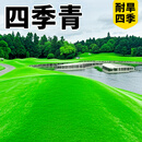 草籽草坪草种子10斤装矮生四季青免修剪耐寒耐旱庭院公园球场绿化 四季青净籽10斤【耐旱四季】