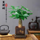 【带盆高度约15-25cm】发财树盆栽室内植物客厅办公室吸甲醛好养 单杆发财树+塑料四方舍得盆+小方底座 花盆直径约8cm