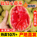 探味君 广西红心芭乐番石榴 新鲜水果生鲜健康轻食带箱 软糯红心芭乐净重4.8斤