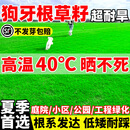 狗牙根草籽脱壳净籽夏季耐热耐旱护坡固土矮化免修剪绿化草皮种子 狗牙根脱壳净籽50斤【进口纯籽】