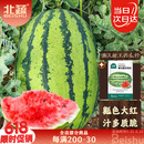 北蔬 大西瓜种子种苗秧南北方四季盆栽种籽 懒汉甜王西瓜种子约20粒