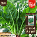 北蔬 菠菜种子大叶红根秋冬耐寒四季蔬菜种籽 红根大叶菠菜种子50g