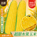 北蔬 水果甜玉米种子苗大棒超甜鲜食春季种籽 金甜13玉米种子100粒