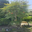 慕尔森火焰南天竹树苗大型丛生老桩盆景变色植物庭院绿化苗花园耐寒观叶 丛生老桩大苗【15-20个分枝】 原土发货