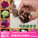 萌肉居多年生带芽芍药花根块耐寒室内外花卉植物/芍药根块5个