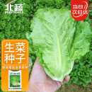 北蔬 生菜种子苗四季种生吃耐热耐抽薹菜籽 速翠1号生菜种子约5000粒