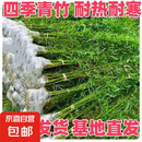 竹子苗庭院室内外观赏盆栽黄金竹青竹紫竹苗毛青竹苗金镶玉竹子苗 四季青【带土包活】 1厘米粗10颗【1.5米高】