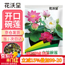 花沃里水培碗莲种子30粒/包不含盆 花卉种子荷花盆家庭庭院阳台碗莲盆栽