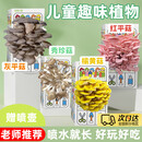 种蘑菇蘑菇菌包种植包儿童金针菇盆栽可食用Diy养蘑菇菌包家庭装 【礼盒装】灰平菇-送喷壶 【儿童趣味丨轻松养活丨可食用】
