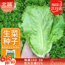 北蔬 生菜种子苗四季种生吃耐热耐抽薹菜籽 速翠1号生菜种子约5000粒