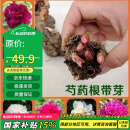 萌肉居多年生带芽芍药花根块耐寒室内外花卉植物/芍药根块5个