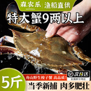 舟山梭子蟹鲜活特大野生大螃蟹新鲜冷冻海鲜水产海蟹飞蟹白蟹顺丰 9两以上/只【5斤净重 超大肥美】