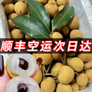 龙眼新鲜现摘现发桂圆叶石硖峡肉干特级储良一级水果整箱10斤广东 10斤（净重10斤） 【储良龙眼】果大肉厚~清甜可口~