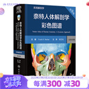 奈特人体解剖学彩色图谱：系统解剖学，第8版 2024年1月参考