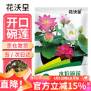 花沃里水培碗莲种子30粒/包不含盆 花卉种子荷花盆家庭庭院阳台碗莲盆栽