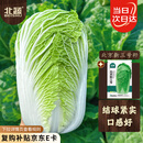 北蔬 北京新三号大白菜种子耐寒秋冬庭院田间蔬菜籽 北京新三号种子5g
