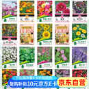 花沃里20款花种子套餐 花卉种子组合太阳花凤仙花向日葵四季种野花