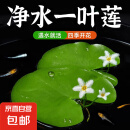 水培一叶莲浮萍迷你水草净化水质鱼缸造景睡莲花水生水养花卉植物 一叶莲 【3片装】尺寸8-11厘米