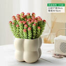 行湘钱串子植物多肉盆栽花卉 招财钱串子大盆+四方糖树脂盆 源头直发