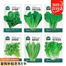 北蔬 蔬菜种子种苗大全生菜香菜菠菜秋季阳台菜籽 6种叶菜类蔬菜种子