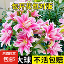香水百合种球带芽四季开花室内外阳台多头百合耐寒好养 粉色【带芽发货】 5个球（更便宜）