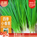 北蔬 四季小香葱种子小葱苗种苗家种盆栽菜种籽 四季小香葱种子1000粒