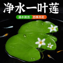 水培一叶莲浮萍迷你水草净化水质鱼缸造景睡莲花水生水养花卉植物 一叶莲 【3片装】尺寸8-11厘米