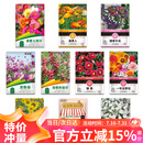 花沃里10款花种子套餐 花卉种子组合太阳花凤仙花向日葵四季种野花种籽