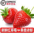诸氏橙品【空运】草莓 奶油草莓红颜/白玉草莓孕妇当季新鲜水果多地次日配 红草莓2盒，15粒/盒，单果20g+
