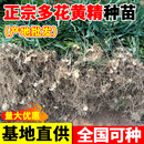 四川多花黄精苗老虎姜苗猫儿姜种苗基地现挖现发批发高杆不倒苗 鸡头黄精苗2公分起30000株