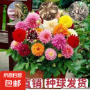 多年生球根绿植观花植物盆栽地栽花卉植物开花球大丽花种球随机色 大丽花种球10个随机色