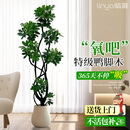 临雅鸭脚木客厅绿植物高级感八方来财大型鸭掌木盆栽1.5m含盆源头直发