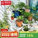 爱丽思（IRIS）花架塑料露台台阶花盆架子园艺用品阳台种菜盆支架花架落地式 WS-900茶三层宽90*高67*进深75