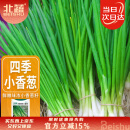 北蔬 四季小香葱种子小葱苗种苗家种盆栽菜种籽 四季小香葱种子1000粒