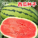 寿禾 懒汉西瓜种子孑懒汉王瓜特大春季不用整枝打杈懒人水果苗南方甜 懒汉西瓜种子 50粒(免整枝打杈)
