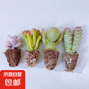 【招财进宝多肉】钱串吸财树桃蛋吹雪之松锦精选系列好养基地直发 钱串+吸财树+熊童子+桃蛋