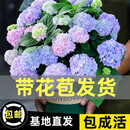绣球花苗无尽夏带花苞四季开花绣球花盆栽庭院好养花卉植物室内花 无尽夏【大花绣球-无尽星河】 精品大苗【带花苞】原盆宽18cm高45cm冠35