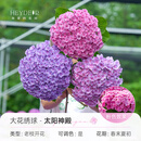 海蒂的花园绣球花苗小苗四季无尽夏花手鞠绣球阳台庭院花卉盆栽植物室内花卉 大花绣球太阳神殿15cm盆【双十一限量9.9】 含盆