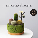 仙人掌盆栽组合多肉植物小仙人球办公室桌面绿植创意生日礼物送礼 栽好成品【绿圆石孔+竹托】A套餐含摆件
