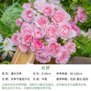 天狼月季花卉花苗特惠庭院花园阳台盆栽玫瑰观赏性四季耐寒新手推荐 云舒 1.2升