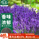 寿禾 薰衣草种子苗可盆栽种春夏花卉籽 鲜之吻法国薰衣草种子约6000粒