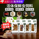 何健弓面包虫活体保鲜蟋蟀饲料大麦昆虫黄粉虫杜比亚守宫蜥蜴观赏鱼食物 蟋蟀1包（20g/约16只）