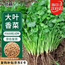 北蔬 香菜种子苗老品种四季盆栽大叶芫荽阳台菜籽 大叶香菜种子600粒