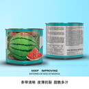 中科茂华瓜果水果种子南汇8424麒麟西瓜种子杂交一代薄皮粉红瓤超甜育苗  南汇8424西瓜种50克/盒