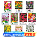 花沃里10款花种子套餐 花卉种子组合太阳花凤仙花向日葵四季种野花种籽