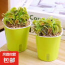 捕蝇草植物食虫草捕蚊虫儿童学习植物盆栽驱虫植物新款套餐食人花 捕蝇草2盆【大苗】种植好发货