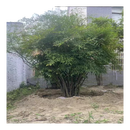 慕尔森火焰南天竹树苗大型丛生老桩盆景变色植物庭院绿化苗花园耐寒观叶 20年丛生1.7-2米高8-12叉头 原土发货