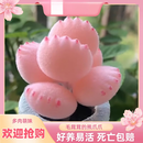 MPPMCK熊掌多肉植物熊童子【锦】网红新款迷你小多肉阳台桌面小盆栽室内 变色粉熊-5叶  后期纯粉 不含盆